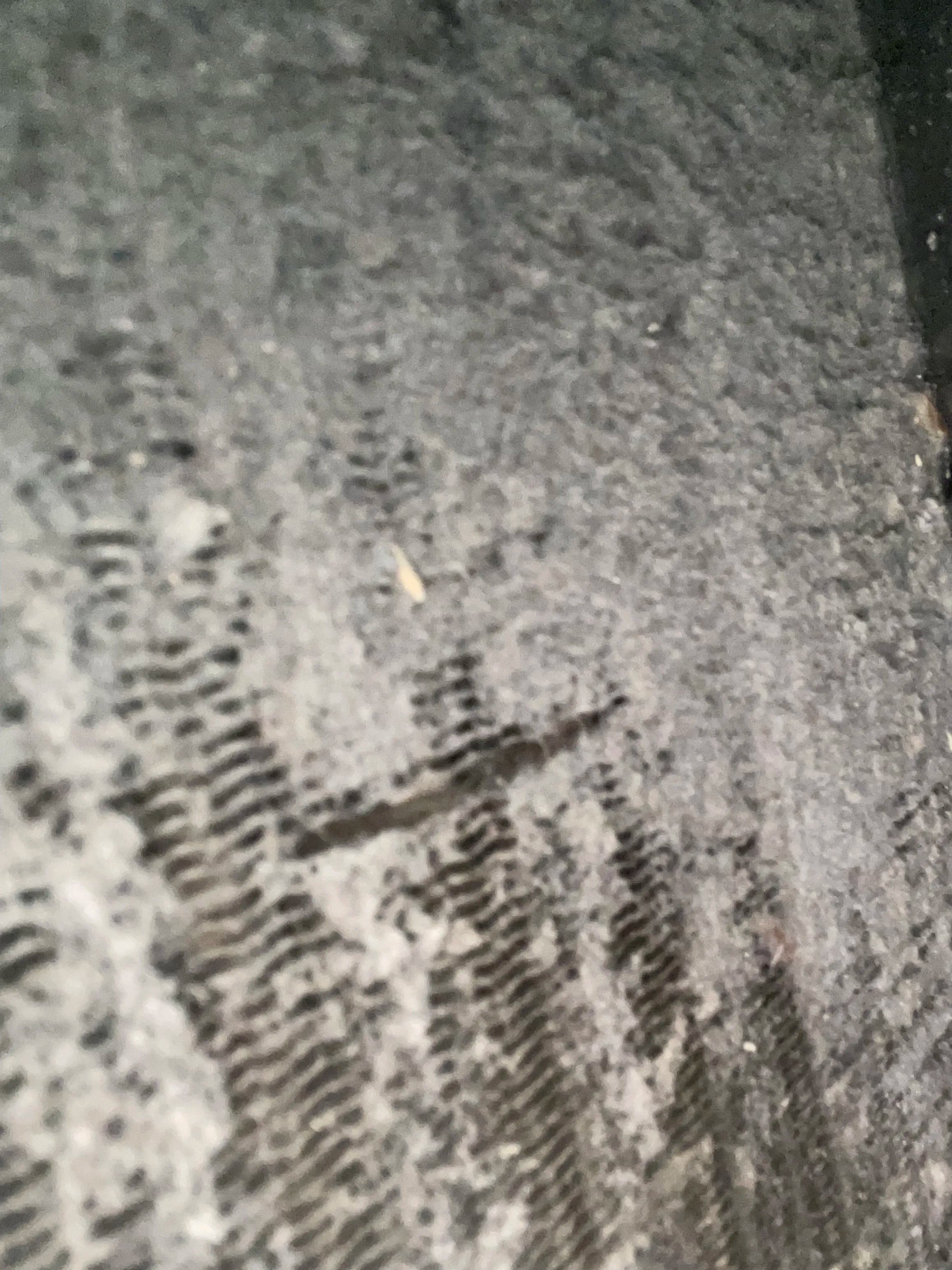 Project What a Dirty Evaporator Coil Actually Looks Like image