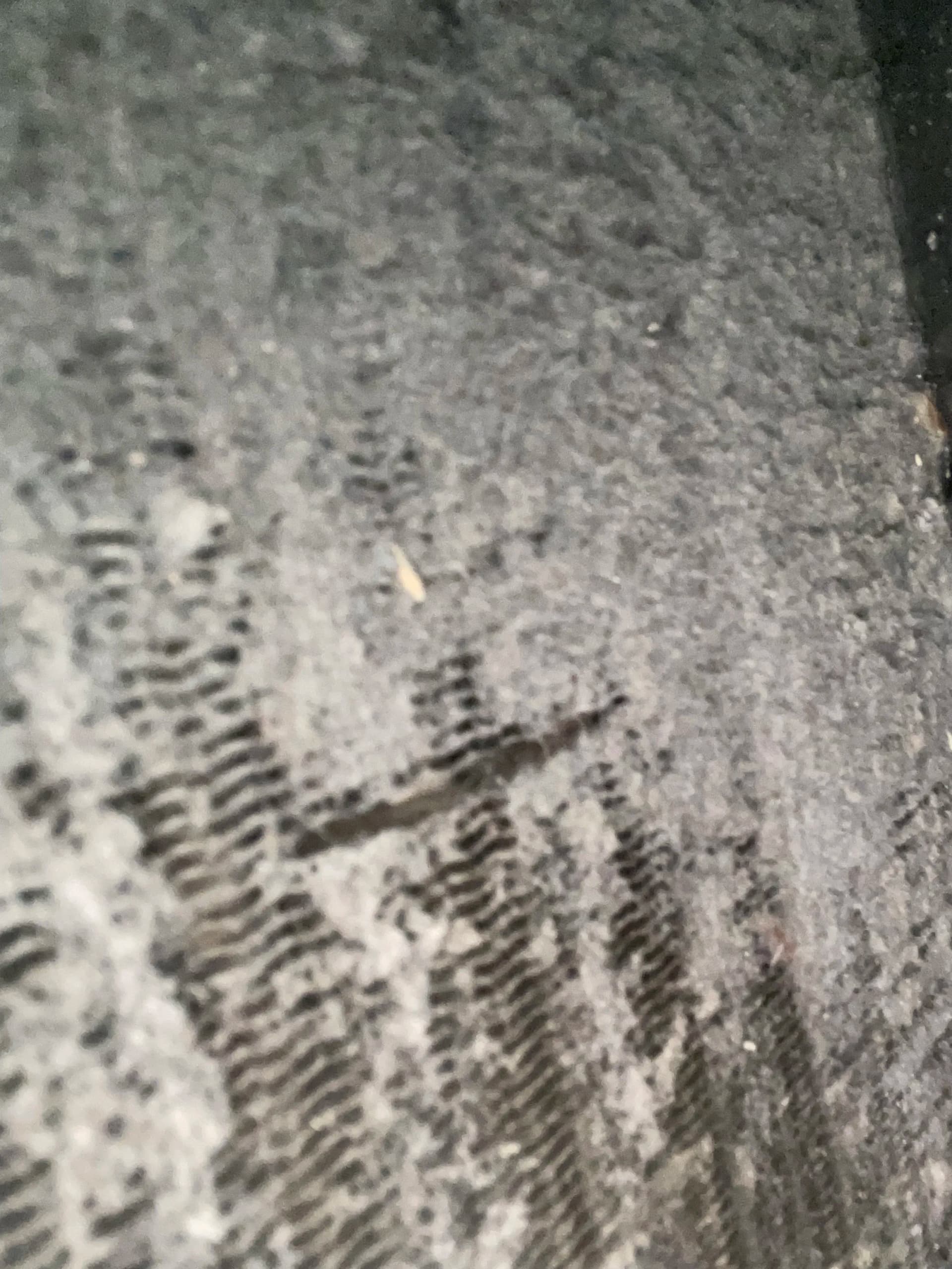 What a Dirty Evaporator Coil Actually Looks Like image